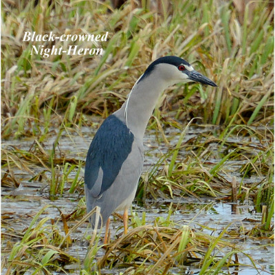 Black-crowned Night-heron